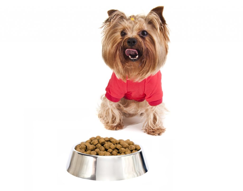 yorkshire-terrier-with-food.