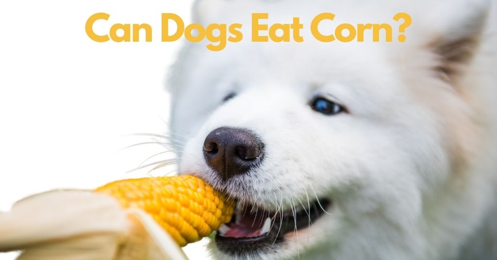 a-dog-eating-corn