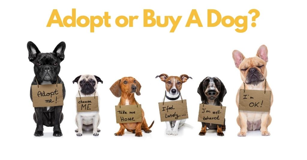 a-row-of-different-dog-breeds-with-signs-adopt-or-buy-a-dog