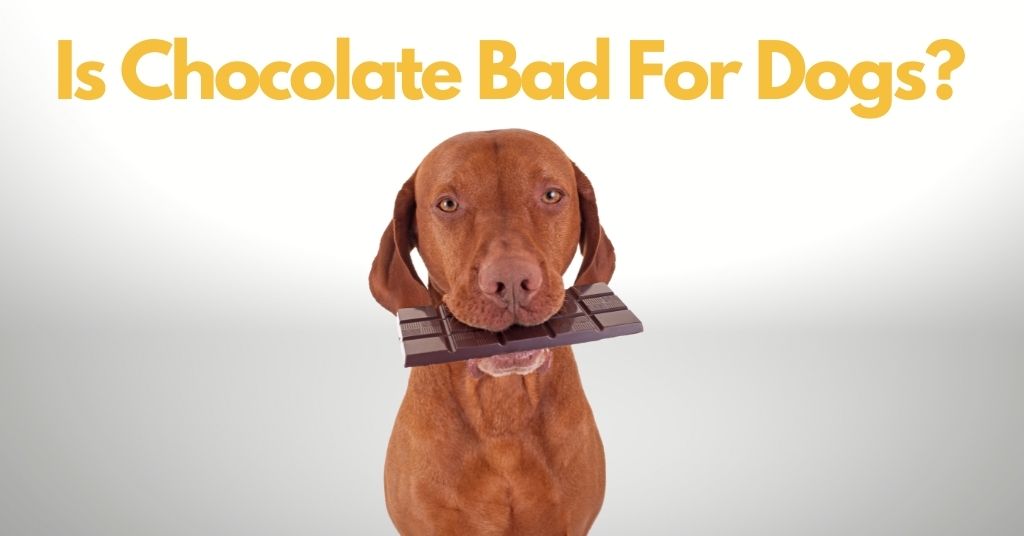dog-with-chocolate-in-its-mouth