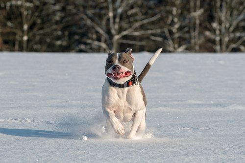running-staffordshire-bull-terrier-try-not-to-laugh-challenge