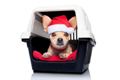 dog wearing christmas red hat inside a dog crate