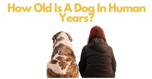 a-backview-of-dog-and-woman-owner-how-old-is-dog-in-human-years