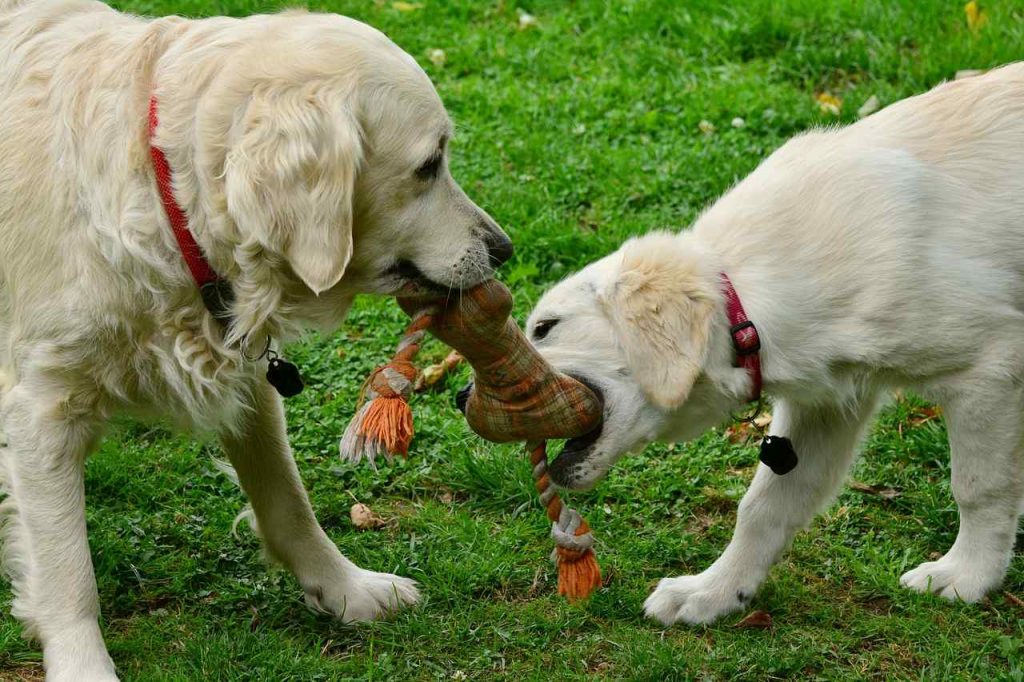 golden-retriever-dad-and-puppy-playing-tug-war.