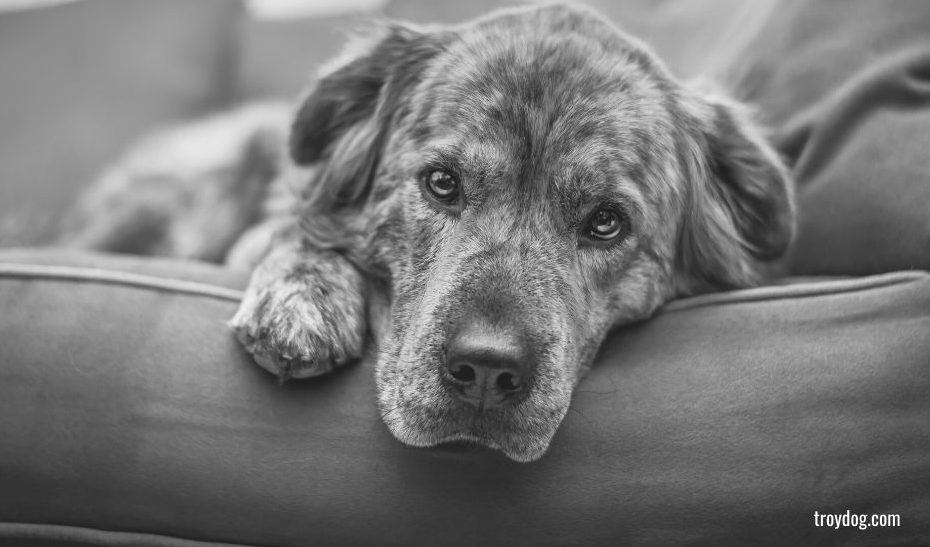greyscale-picture-of-a-dog-sitting-on-a-sofa-and-looking-sadly-at-the-camera-a-dog-quote-for-death-of-a-pet-dog