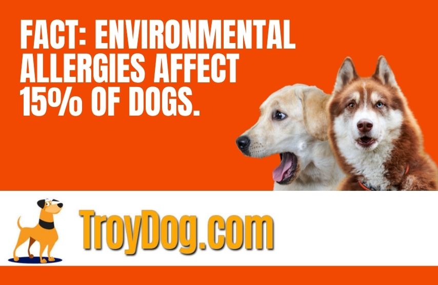 text: fact: environmental allergies affect 15% of dogs, troydog,com; images: 2 dogs with surprised looks; troydog.com logo of an orange dog; background: orange with white rectangle at the bottom