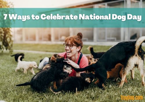 ways to celebrate national dog day such as adopting a dog or volunteering at local animal shelter