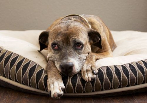 bored-dog-laying-down-on-dog-bed-troydog.com
