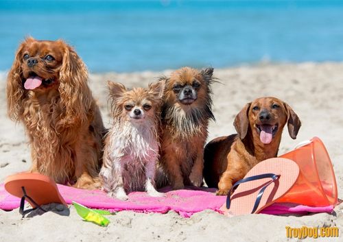 national dog day idea: taking dogs at the beach for national dog day