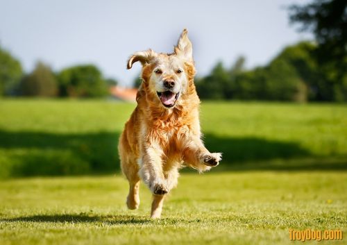 golden retriever dog escape running