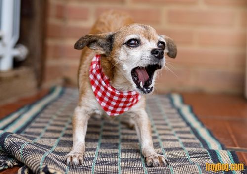 small dog with red plaid scarf around its neck barking and standing on a checkered mat with brick background