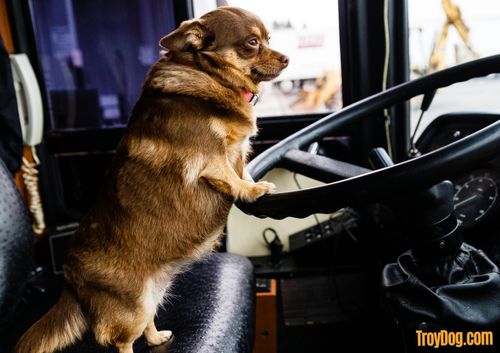 close up of a dog driving a school bus going to dog day care