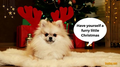 white dog wearing christmas reindeer headband on a furry white rug with christmas dog pun saying