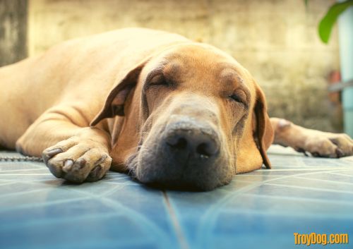 sick old dog lying down and eyes closed, turmeric for dogs